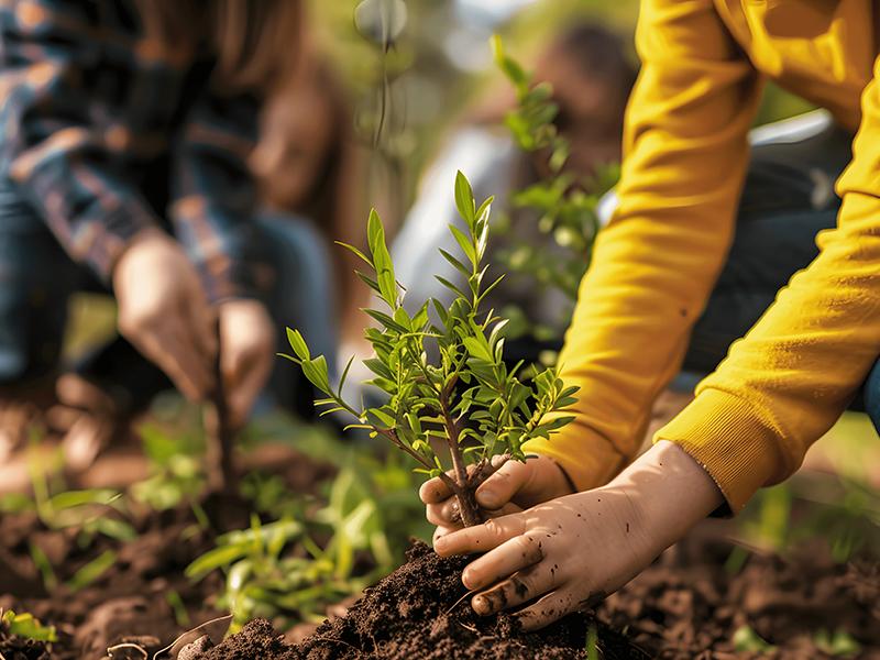 Volunteers plant young trees in a garden, focusing on placing a sapling into the soil.