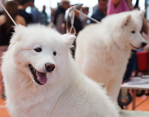 White huski dogs