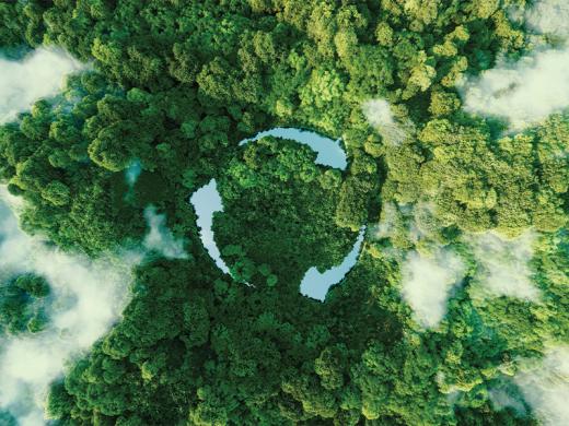 A circular shape is prominently displayed amidst a lush green forest, surrounded by vibrant foliage and trees.