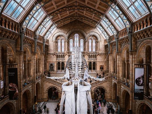 The grand interior of the Natural History Museum in London.