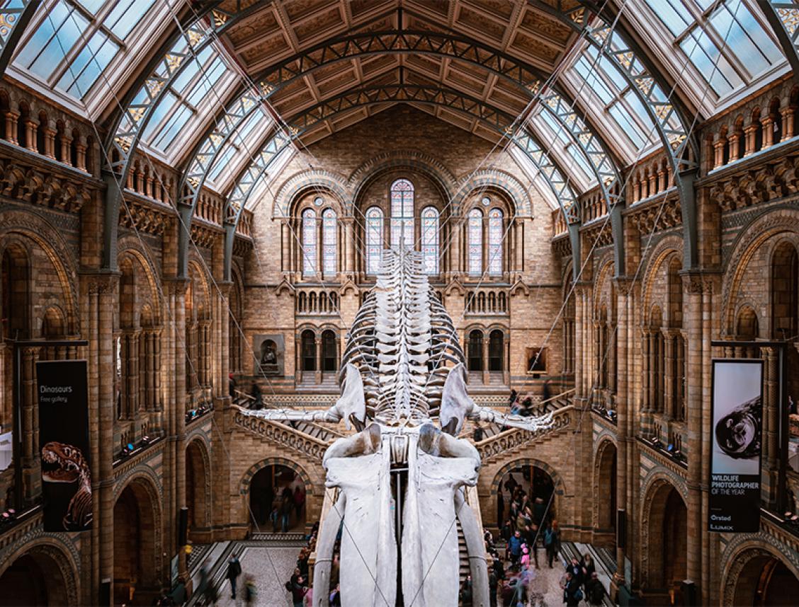 The grand interior of the Natural History Museum in London.