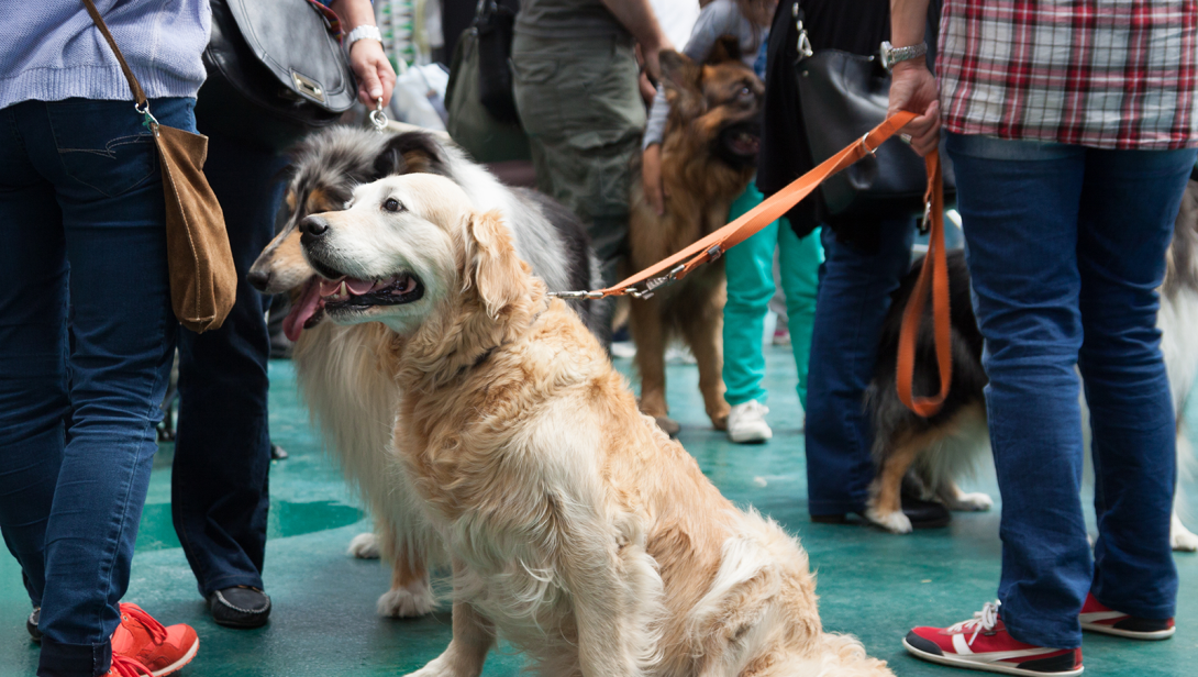 Two dogs on leads at event