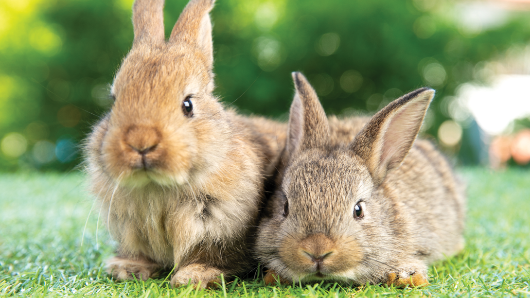 Two lightly coloured brown rabbits sit side by side on a patch of grass.